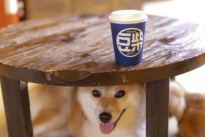 タウンワークさんのインスタグラム写真 - (タウンワークInstagram)「💜. 豆柴カフェで働きたい❗️お仕事内容や大変なこと、必要な心構えなどについて聞いてみた🧐 . 今回お邪魔したのは東京・原宿竹下通りにある「原宿乃フクロウの森と豆柴カフェ」🐕✨ . 小さめでころんとした豆柴犬🐶 その愛らしさはテレビ番組のイメージキャラクターとしても有名ですよね。 そんな豆柴たちと触れ合える「豆柴カフェ」で働いてみたい……！ 犬を飼ったことがなくても大丈夫？実際なにするの？ 具体的な仕事内容や、求められる人材、面接のアピールポイントまで直接お伺いしました☺️ . 詳しくは @townwork_official のプロフィールにあるリンクをチェック👀💥 . #原宿乃豆柴カフェ( @meshiba_harajuku ) #豆柴 #犬 #いぬ #犬好き #豆柴カフェ #カフェ #ドックカフェ #動物 . #バイトするならタウンワーク #タウンワーク #タウンワークマガジン #バイト #アルバイト」9月30日 18時33分 - townwork_official