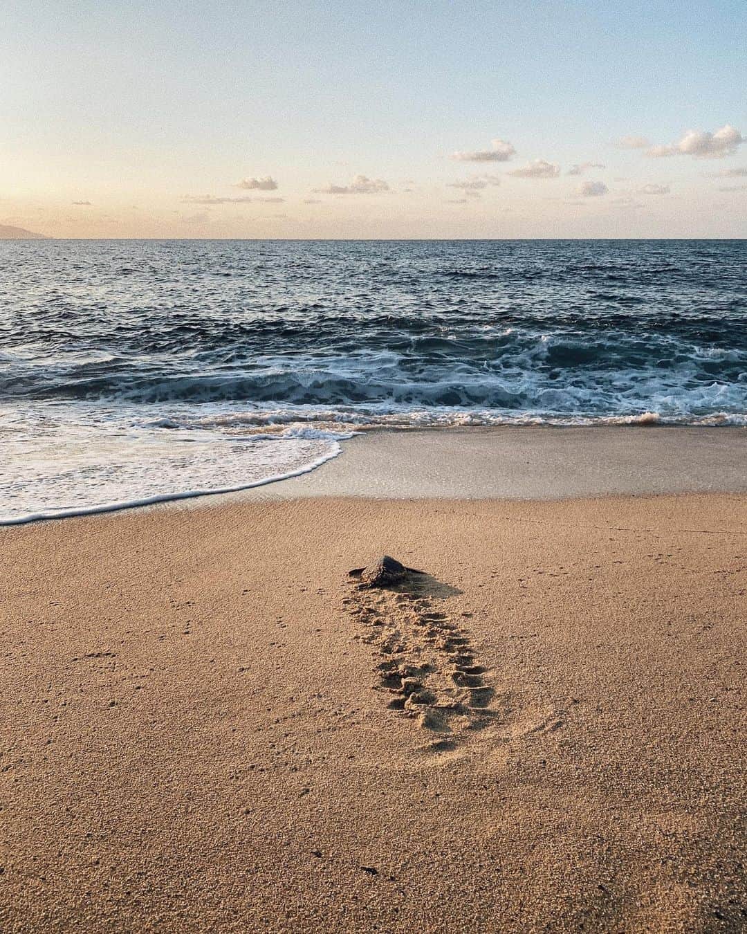三浦大地さんのインスタグラム写真 - (三浦大地Instagram)「偶然に偶然が重なり海亀の放流の現場に。  色々考えさせられましたが、一直線に海に向かう海亀達を見て理由無く泣いた。  この浜の香りを一瞬で記憶してまた戻ってくるんだから自然て本当に凄いよ。  なにはともあれ、この子達が元気に海を泳ぎ回っていてくれたらそれでいい。  #屋久島 #yakushima #大地球散歩」10月1日 0時18分 - daichi_1127