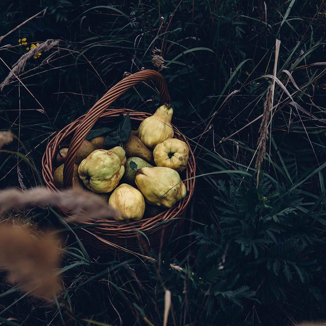 Our Food Storiesさんのインスタグラム写真 - (Our Food StoriesInstagram)「Quince season is here and we can‘t wait to make our favorite recipe soon again - a gluten-free quince cheesecake topped with meringue 😋 Get the recipe on the blog, link is in profile. #ourfoodstories  ____ #quince #quinceseason #quitten #autumnmood #autumndecor #autumnstyle #fellowmag #verilymoment #verilymoments #simplejoys #germanfoodblogger #momentsofmine #momentslikethis #countrysidephotography #countrystyle #countrysidelife #countrysideliving」10月1日 0時22分 - _foodstories_