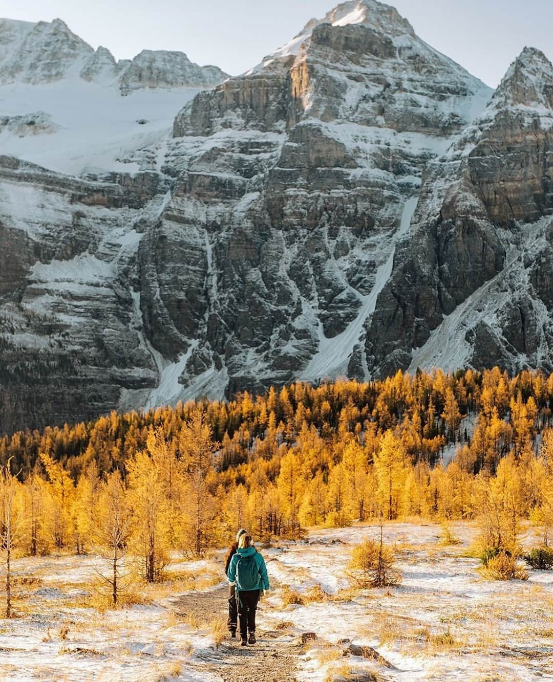 Explore Canadaさんのインスタグラム写真 - (Explore CanadaInstagram)「“A sea of gold in the Larch Valley.” 🍂⁠ .⁠ Now is the perfect time to hike the Larch Valley and see an incredible display of autumn colours, lakes and meadows. Tag your favourite hiking buddy in the comments! #ExploreCanada⁠ ⁠ 📷: @jesse.ell⁠ 📍: @travelalberta⁠ ⁠ #TravelAlberta #ExploreAlberta⁠」10月1日 0時25分 - explorecanada