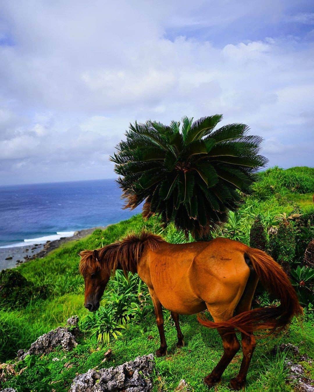 Be.okinawaのインスタグラム：「On Japan’s westernmost island, Yonaguni, the indigenous Yonaguni ponies live semi-wild. These small horses are designated as Yonaguni Town’s natural treasure. They are strong and good-natured, and they were essential for islander’s lives, especially for farmers.  There is a fun program now to ride Yonaguni ponies. How about going horseback riding when you visit the island in the future?  📍: Yonaguni Island 📷: @hisato___1310 Thank you for the great picture!  Hold on a little bit longer until the day we can welcome you! Experience the charm of Okinawa at home for now! #okinawaathome #staysafe  Tag your own photos from your past memories in Okinawa with #visitokinawa / #beokinawa to give us permission to repost!  #yonagunihorse #yonaguniisland #与那国馬 #与那国島 #與那國馬 #與那國島 #요나구니말 #요나구니섬 #japan #travelgram #instatravel #okinawa #doyoutravel #japan_of_insta #passportready #japantrip #traveldestination #okinawajapan #okinawatrip #沖縄 #沖繩 #오키나와 #旅行 #여행 #打卡 #여행스타그램」