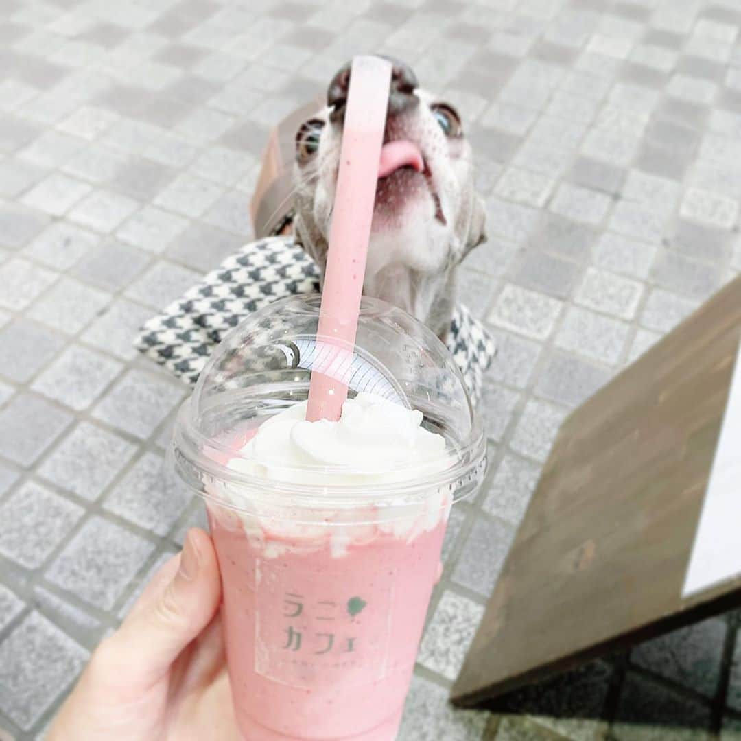 簑島宏美さんのインスタグラム写真 - (簑島宏美Instagram)「* ***** It's a secret to my son that mom drank a good strawberry smoothie...🐶👶💁‍♀️ ***** 沢山歩いたら暑くて暑くて😂 テイクアウトでいちごスムージーを飲んで充電☺️ 息子はベビーカーでぐっすりだったので、ハウルと2人でゆったりとカフェタイムを楽しみました💁‍♀️🐶💓 ***** #大分カフェ#大分グルメ#大分ランチ#大分エール飯#大分市#大分県#大分カフェ巡り#大分食べ歩き#大分市カフェ#ラニカフェ#ラニカフェプレイス#oitagram#oitaprefecture#oitacafe #イタグレ#イタリアングレーハウンド#italiangreyhound#dogstagram#イタグレとの暮らし#iggysofinstagram#iggygram #iggylove#iggylife#犬のいる暮らし#イタグレ服#iggysoftheworld #iggysofinstagram #dogsofig #dogsofinstagram #犬好きな人と繋がりたい」9月30日 19時27分 - hiromiminoshima