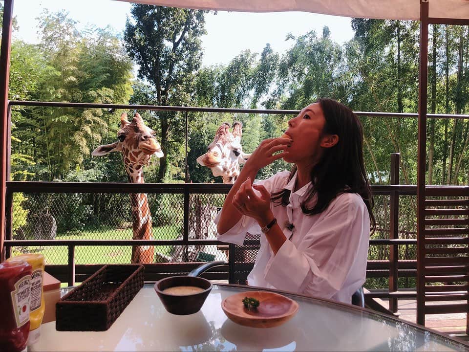 小林由未子さんのインスタグラム写真 - (小林由未子Instagram)「. @nst_tbs  the bamboo forest の取材へ！  グランピングが楽しめる施設なのですが 朝食はなんと！！！ キリンさんといっしょ🦒  #まつ毛が長くてかわいいの♡ #こんなに近くでお顔を見たの初めて」9月30日 19時24分 - _yumikobayashi_