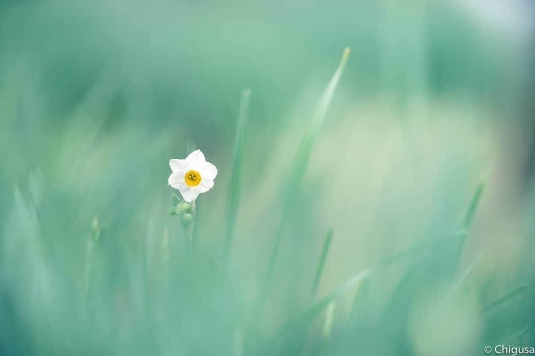 花の写真館のインスタグラム：「Photo by @chigusa024.⠀ https://instagram.com/chigusa024/⠀ .⠀ Original Post[投稿いただいたURL]⠀ https://www.instagram.com/p/B69LFmvgkDg/⠀ .⠀ 本アカウントは、 #私の花の写真 をつけてInstagramに投稿された皆さまの花の写真や、「花の写真館」Facebookページで投稿された花の写真を紹介します。⠀ 「花の写真館」Facebookページは、「 @floral.photograph 」のプロフィールにあるURLからご覧ください。⠀ .⠀ ※各自、政府、自治体など公的機関の指示に従った行動をお願いします。⠀⠀ 東京カメラ部および分室では、写真を「見る楽しみ」を提供することを通して、微力ながら皆様にわずかな時間でも癒しをお届けしたいと思っております。⠀ ※本アカウントは東京カメラ部がFacebook、Instagramのサービスを利用して運営しているもので、Facebook社・Instagramとは一切関係ありません。⠀ .⠀ #花の写真館 #floralphotograph #floralphoto #flower #flowers⠀ Follow: @floral.photograph」