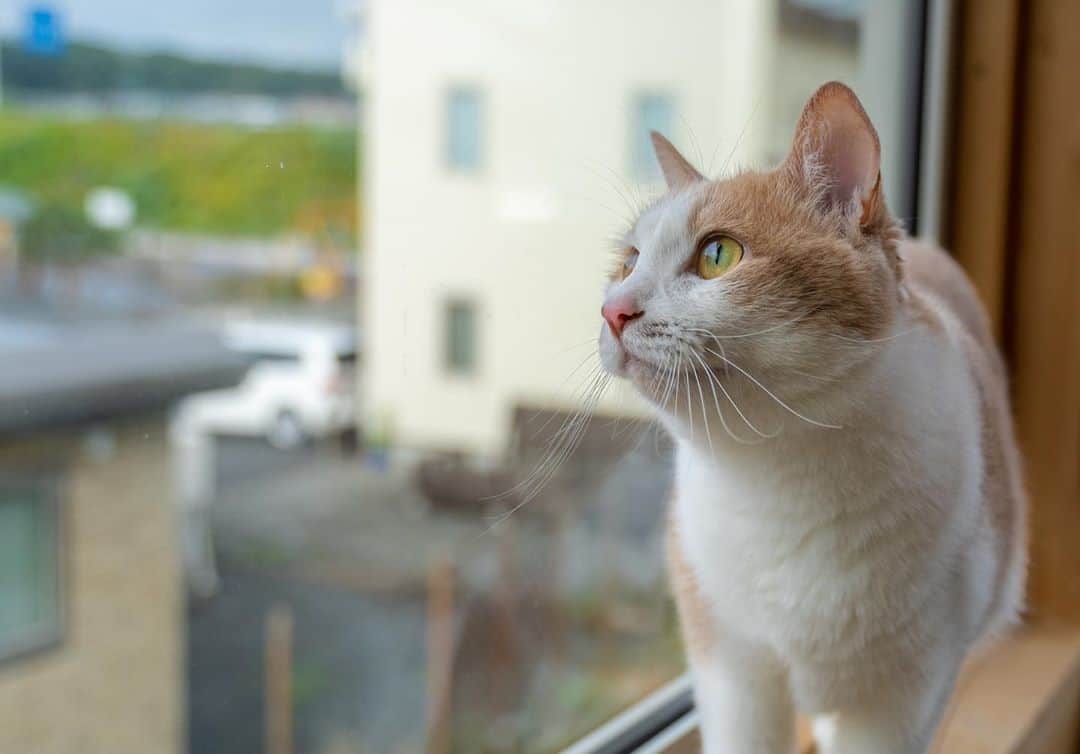 マアルのインスタグラム：「さだはるさん #🐱 #北海道 #旭川 #猫  @psmaaru #catsofinstagram #meowfeature #kitty #catoftheday #pleasantcat #instacat #dailycat #meowed #katze #happycatclub #cats_of_day #petsofinstagram #neko #catfeature #catlover #cats #weeklyfluff #cat #catloversclub #excellent_cats #kitty #catphoto #cats_of_instagram #냥스타그램 #고양이 #แมว」