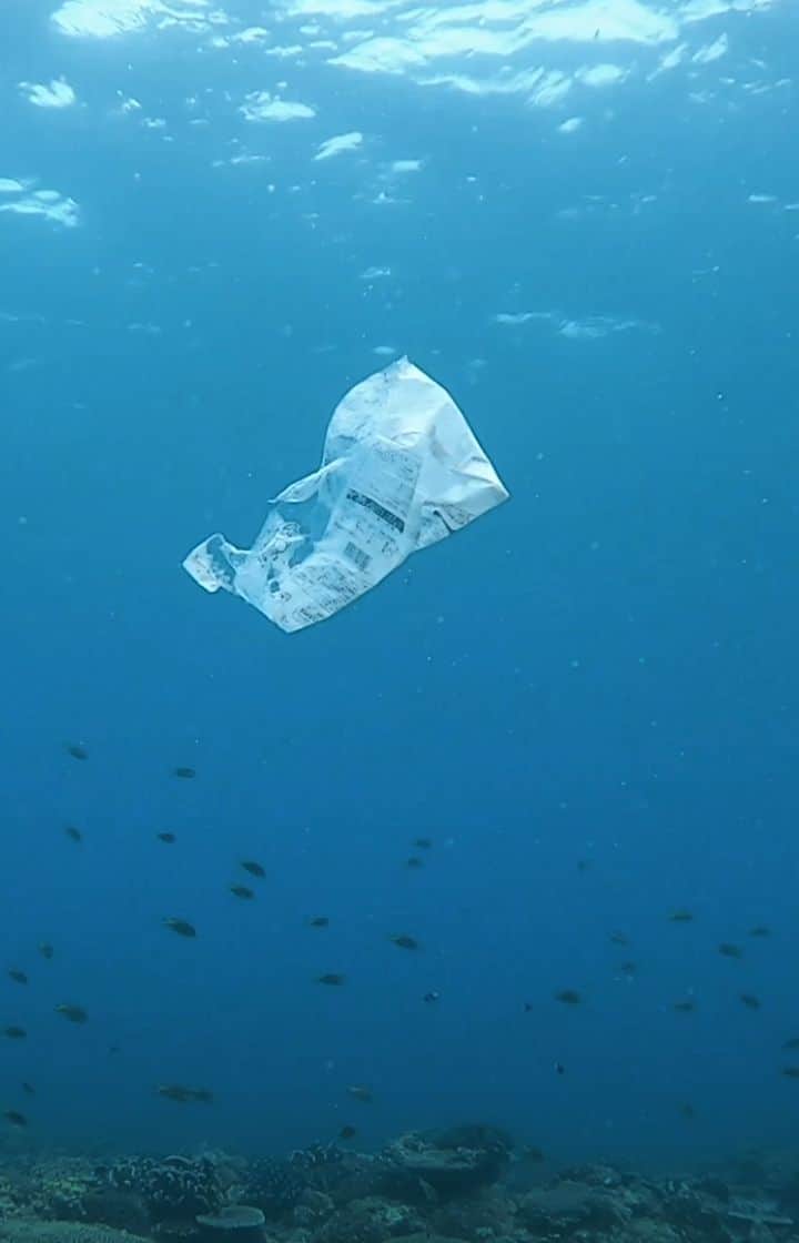 のインスタグラム：「少しでも多くの海洋生物を守るべく海中の『落とし物』を拾うダイビングツアーをここ沖縄で開催しました！with @honey_dive_okinawa_kazu  そしてこの動画、我らがダイブマスターの @kazu_ocean0107 が作ってくれた！最高の動画をありがとう！！  海中のクリーンアップ、参加したい人がいたらぜひぜひ連絡ください！！」