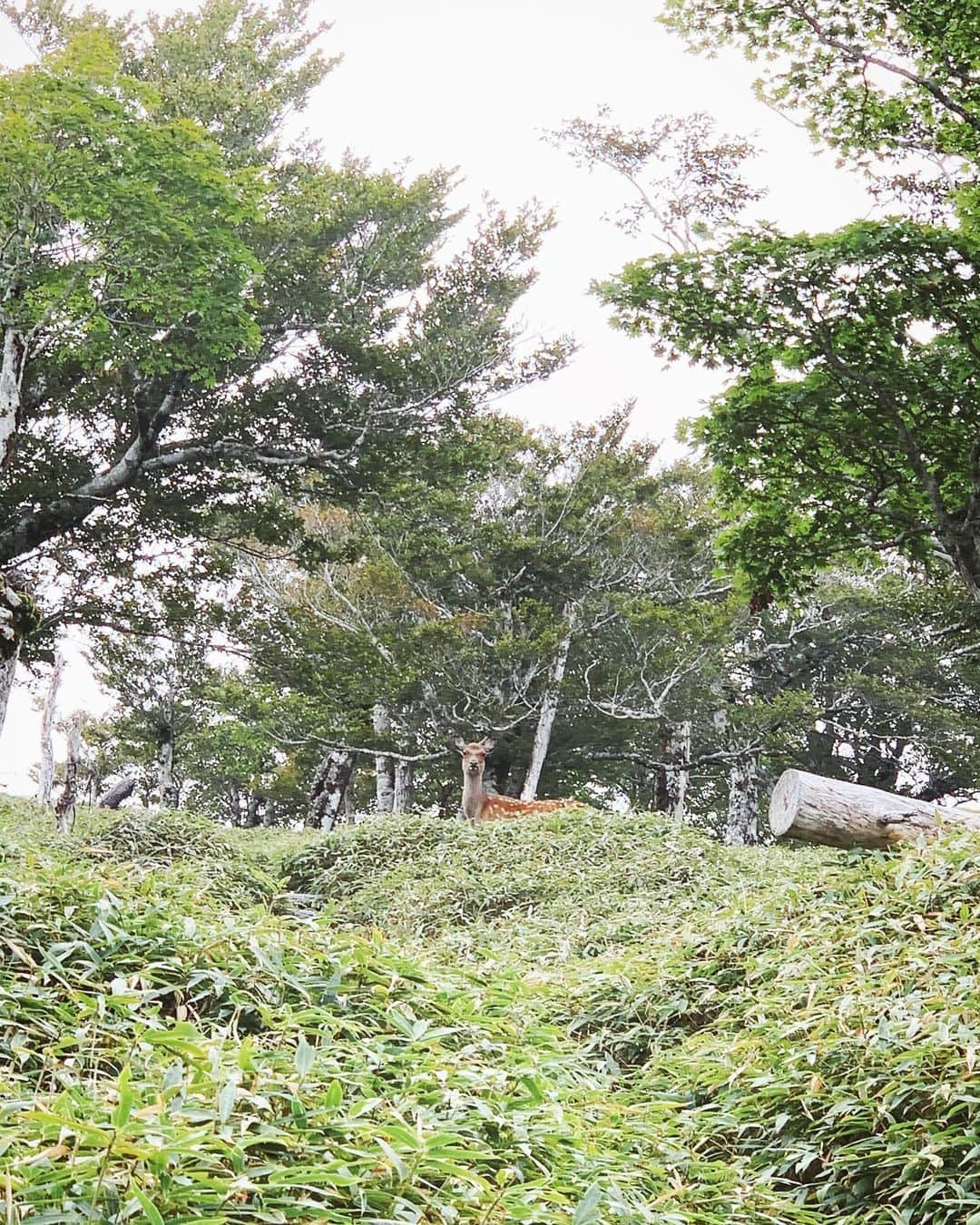 楠怜己さんのインスタグラム写真 - (楠怜己Instagram)「山さんぽ🦌」9月30日 19時59分 - reimikusunoki