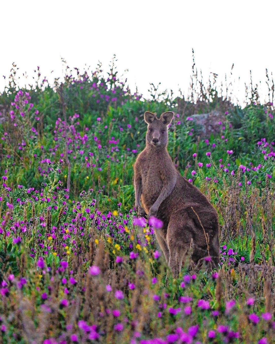 Australiaさんのインスタグラム写真 - (AustraliaInstagram)「Chin up, shoulders back and say cheese! 📸 @snapsbysal spotted this photogenic roo out and about enjoying the spring weather at #MountPainter in @visitcanberra recently. Located in #CanberraNationalPark, this location is a popular hiking spot for locals and visitors alike, delivering spectacular panoramic views over #Canberra and the surrounding #Brindabella region. Given that this @actparks destination is only a short drive from the city centre, we recommend refueling at one of Canberra’s many amazing cafes after you tackle a walking trail here ☕ 😉 #seeaustralia #visitcanberra #kangaroo #wildlife」9月30日 20時00分 - australia
