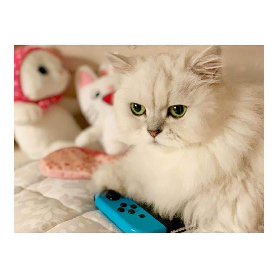 花咲来夢さんのインスタグラム写真 - (花咲来夢Instagram)「毎日世界一可愛い猫ฅ•ω•ฅ💘💘💘 なんでこんなに可愛いんやろ。🐈🐾 #もふねこ同好会 #ねこはるすばん」9月30日 20時00分 - raimu_charlotte