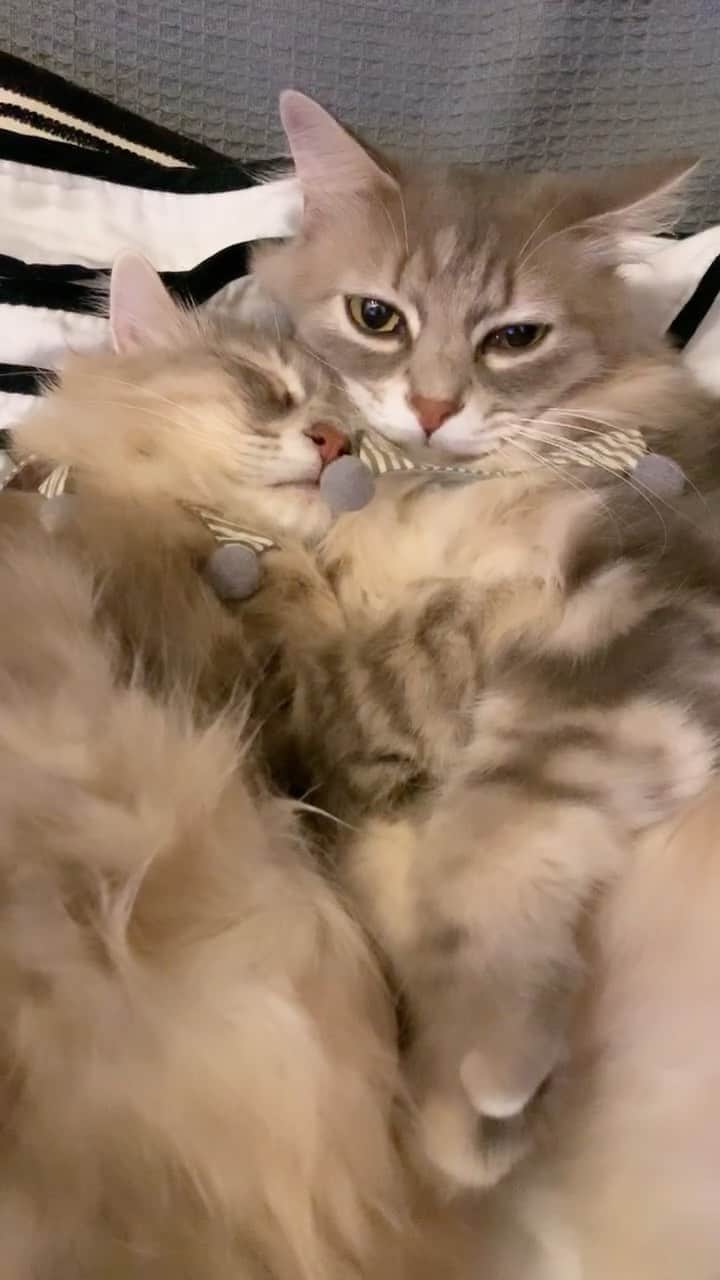 nocoaのインスタグラム：「． ぎゅー🤤 ． #ロイサラ成長記録  #nocoa動画#catvideo#猫動画」