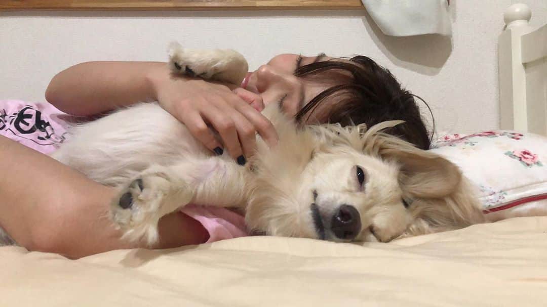 桜子のインスタグラム：「幸せな毎日 🐾 . . . #チワックス #ミニチュアダックス #チワワ #dog #chihuahua #happy #love」