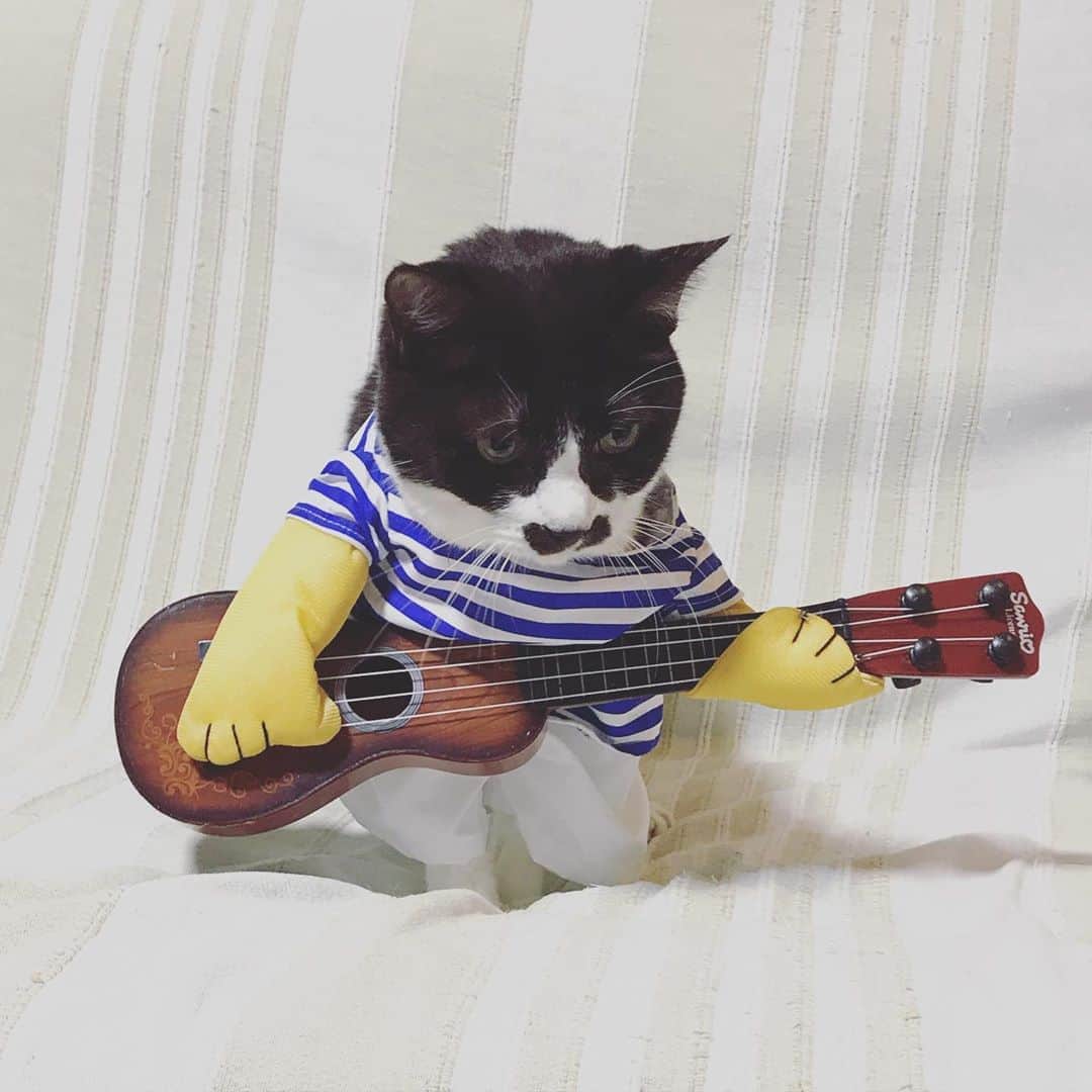 もじゃころのインスタグラム：「これは『スダチャレンジ』のために買ったギターコス🎸みんなに『まちがいさがし』してもらおうと思ったんだけどばんどぅ片足すら入れられなかったので、泣く泣くペッペにギター弾いてもらいました🥺 フレディマーキュリーはスタンドマイクだしなぁ…ギター持ってるヒゲの人がパッと思い浮かばない…🤔 ぺーちゃんは何着せても可愛いなぁ🥰🥰🥰 #チョッチュ具志コロペッペ  #ギターチャレンジ  #演奏中  #🎸」