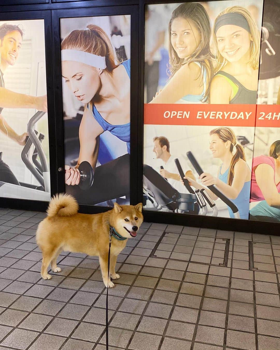 まる（まるたろう）さんのインスタグラム写真 - (まる（まるたろう）Instagram)「Let's go home together.✨🐶✨おつまる〜！さぁ一緒に帰ろっ #おてて繋いで帰ろうね #シッポの方がいいか☺️ #いっしょに帰ろう」9月30日 20時18分 - marutaro