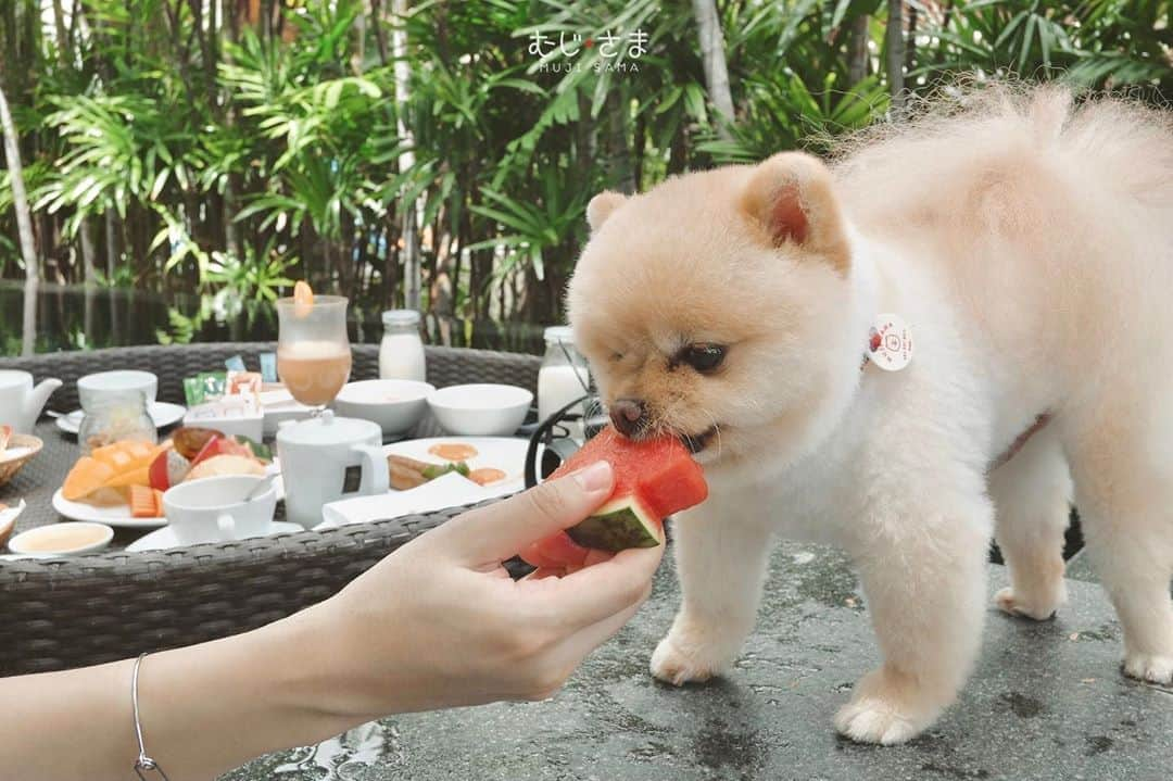 むじさまさんのインスタグラム写真 - (むじさまInstagram)「My favorite 🍉 #mujisama #pomeranian #cute #dog #dogsofinstagram」9月30日 20時33分 - mujisama