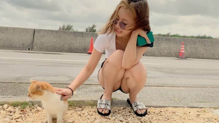 honoka のインスタグラム：「癒された。沖縄の猫さん。🐈 すりすり攻撃してきて たまらんかった、、、」