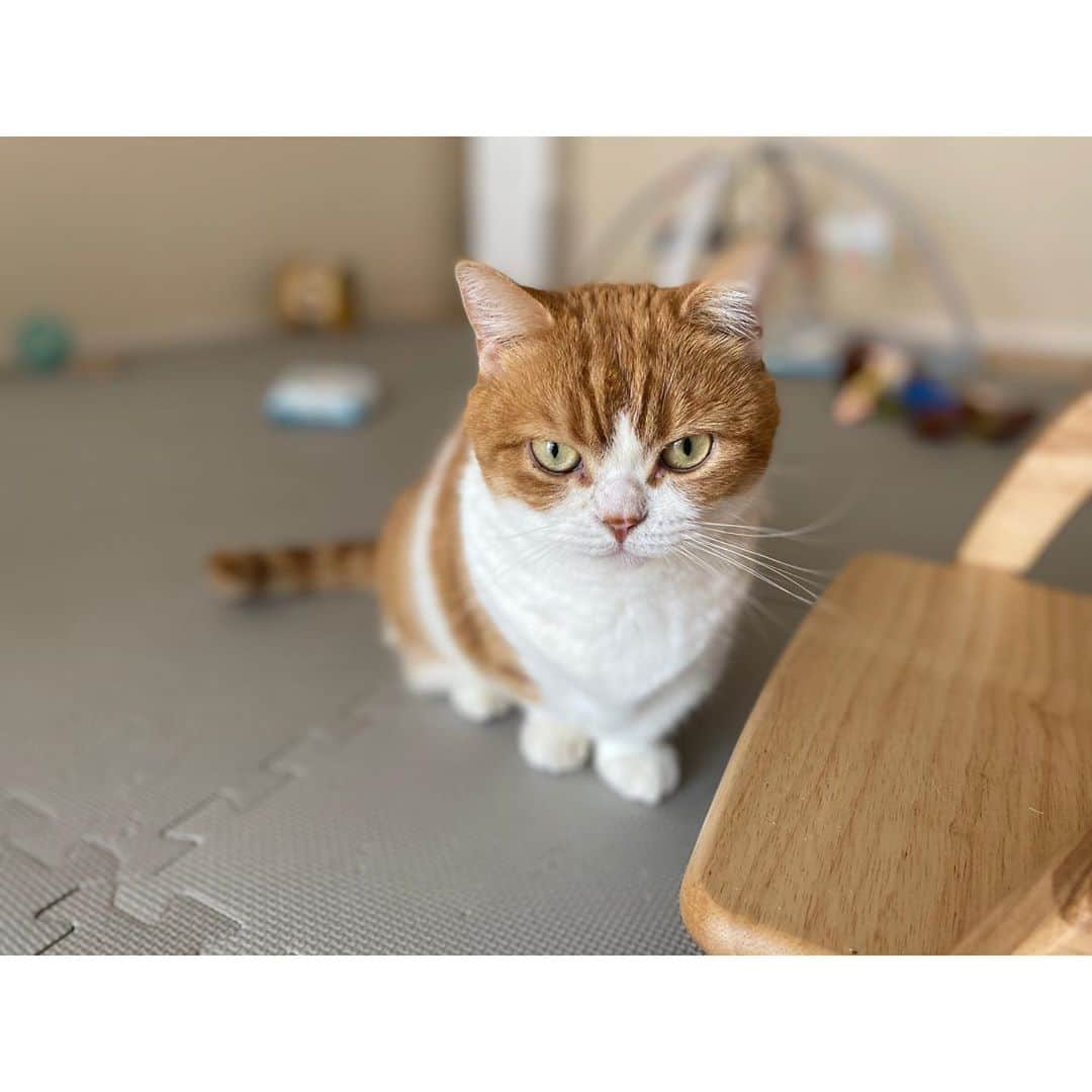 ひよりさんのインスタグラム写真 - (ひよりInstagram)「ひよりです🐱げんきです。」9月30日 21時38分 - nekohiyo