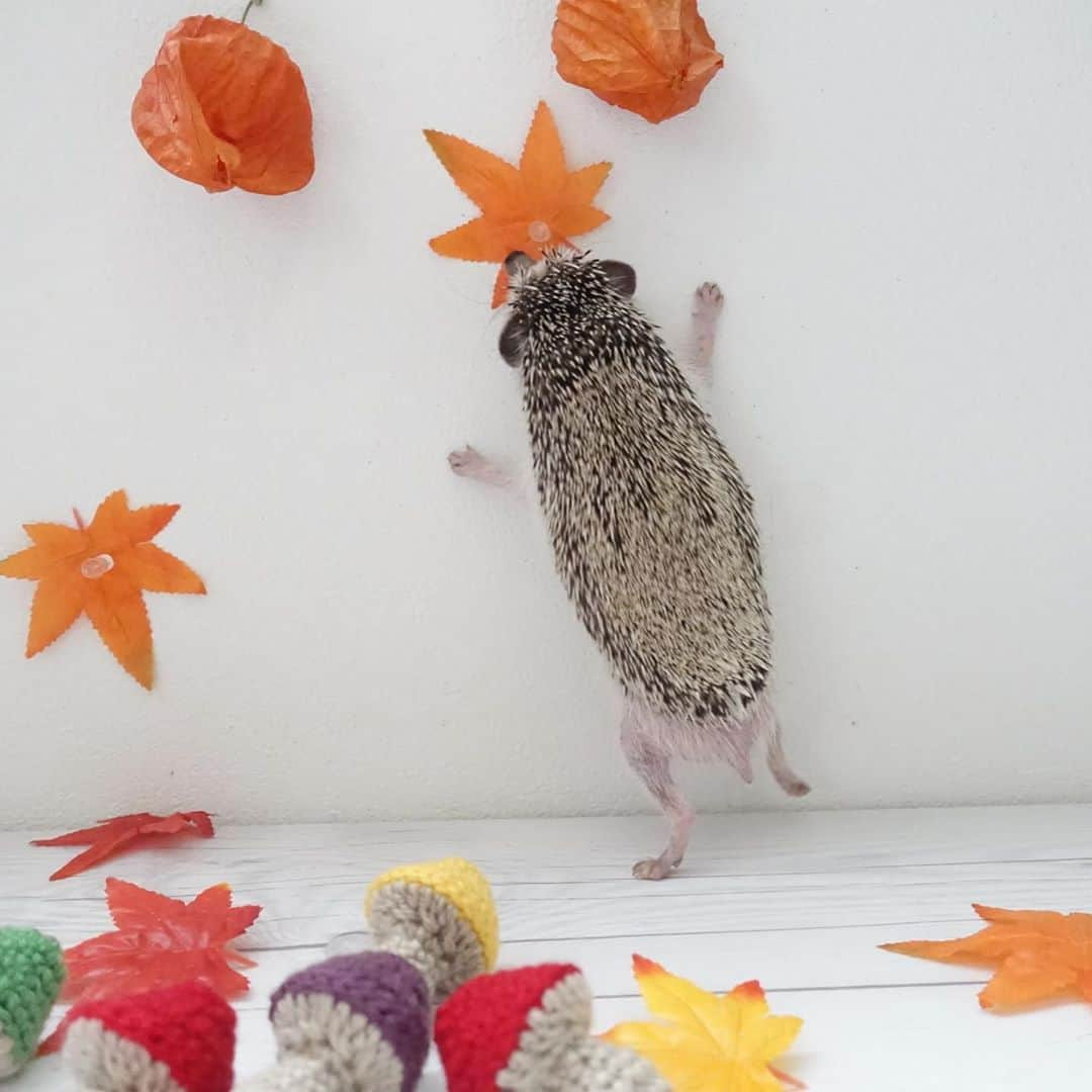 ラド&ティンクさんのインスタグラム写真 - (ラド&ティンクInstagram)「The hedgehog was able to stand up  model ： Liam  秋っぽい写真撮りたくて、 もみじとほおづきと 編んだ🍄きのこと。  リアムはほおづきがとても気になるらしい。 自然界なら食べちゃうのかな？  ほおづきで調べても食べさせて良いかわからないから、遠ざけちゃった。 フルーツや草花には ハリネズミに毒になるものも多いから、与える時は調べてね。  例えば、桃やぶどうは与えないでね。  梨やりんごは大丈夫🙆‍♀️ でも、糖分が多いから、与えすぎには注意してね。  #リアム #はりねずみのリアム #はりねずみ #ハリネズミ #針鼠 #ヨツユビハリネズミ #ヘッジホッグ  #ペット #ふわもこ部 #モフモフ #hedgehog #pygmyhedgehog #lovelypet #cuteanimals #hedgehogfamily #hedgie #Hérisson #igel#riccio #Erizo #고슴도치 #刺猬 #pecotv #ラドポンポン」9月30日 21時46分 - rado_pompon