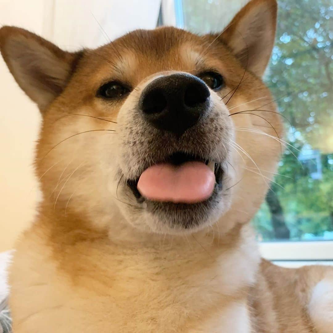 ?Fricko the Shiba Inu?のインスタグラム：「Bleh😜Even my whiskers are more stylish than Keaton’s 😌  🐾 🐾 🐾 #Fricko #🐶 #☀️ #shiba #shibainu #dog #柴犬 #赤柴  #adorable #shibaholics  #dogoftheday  #weeklyfluff #aww #dogstagram  #puppiesofinstagram #shibalove #shibastagram #shibadog #shibasofinstagram #doglovers」
