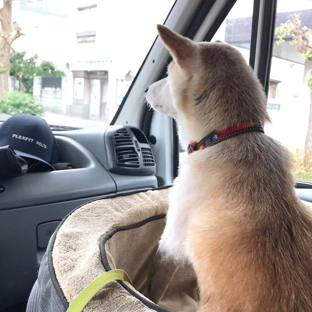 柴犬リリコのインスタグラム：「朝から洗われ🛁、車に乗せられ🚐、興味の無い釣り🎣に付き合わされたけど、お留守番よりマシなんだワン🐶  #ドライブ大好き #お留守番嫌い」