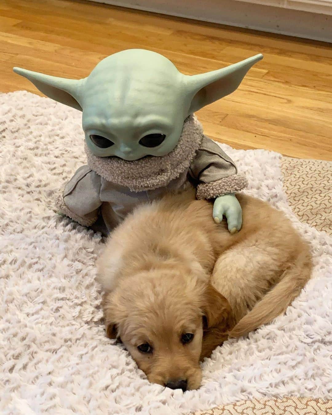 9GAGさんのインスタグラム写真 - (9GAGInstagram)「Strong with this one, the cuteness is.⠀ 📸 @gertiegoose_is_loose⠀ -⠀ @barked #babyyoda #dog #cute #9gag」9月30日 22時00分 - 9gag