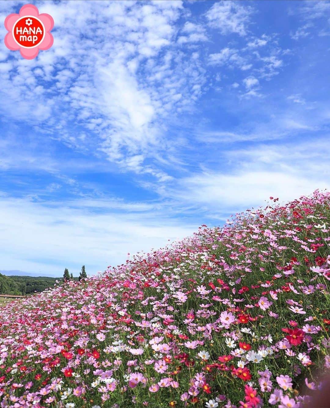 はなまっぷ❁日本の花風景さんのインスタグラム写真 - (はなまっぷ❁日本の花風景Instagram)「🌸はなまっぷ🌸 * @meeeeeg.k さんの 花のある風景に花まるを💮 * 爽やかな空の下で気持ち良さそうな秋桜をありがとうございます😊🌸 * 北海道　 #大曲湖畔園地 Abashiri, Hokkaido. * 🌼コスモスの花言葉📝🌼 乙女の真心 * 見頃を過ぎている場所もご紹介しています。お出かけの際はHP等で最新の情報をご確認くださいね🙏🌸 * 🌸•••🌸•••🌸•••🌸•••🌸•••🌸 * いつも素敵なお花をありがとうございます😊 日本の花のある風景にタグ付けしてください🌸 お花があれば何でもOKです💓 * #はなまっぷ * #日本の美しい花風景#花のある風景#花#花言葉#風景#コスモス#秋桜 * 🌸••••••お知らせ••••••🌸 * 花の写真展に参加してみませんか？？ 詳細はプロフィール記載のHP内をご覧ください」9月30日 22時26分 - hanamap