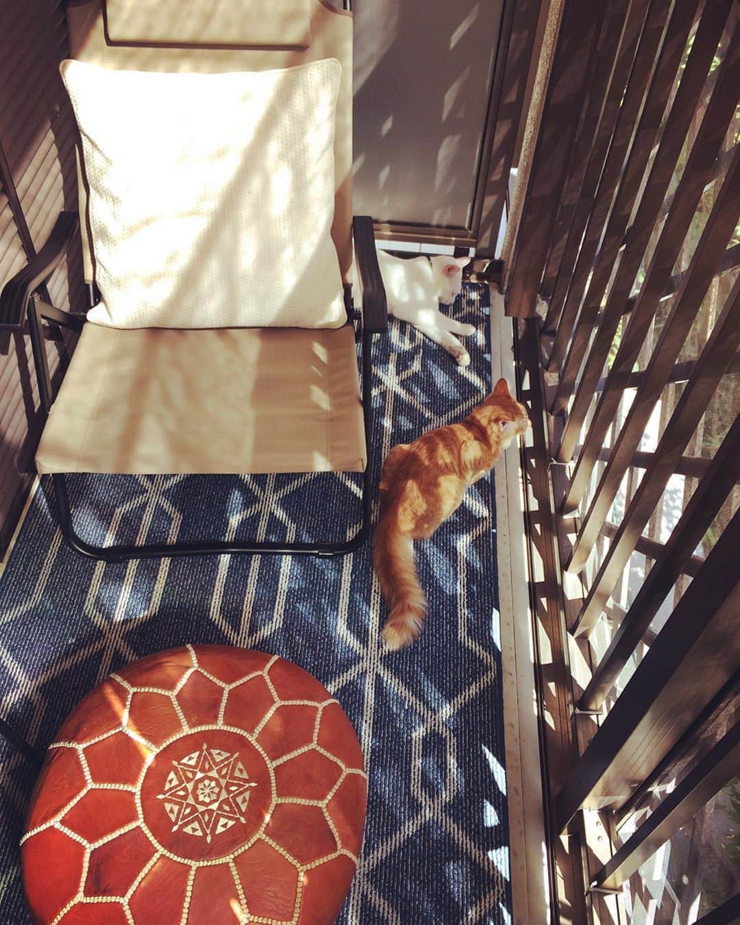 岡田屋鉄蔵のインスタグラム：「穏やかな秋の日に猫二匹。 去年と違う、去年と同じ。 ふと涙する。」