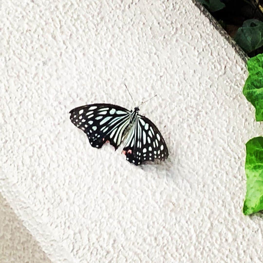 金子三勇士さんのインスタグラム写真 - (金子三勇士Instagram)「Good morning! #蝶 #pillangó #butterfly #smetterling #朝 #おはようございます」10月1日 9時32分 - miyujikaneko_official