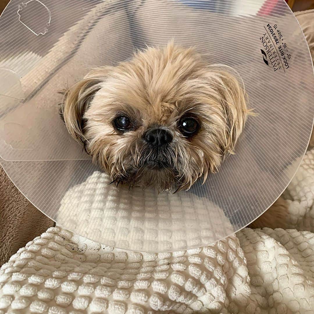 Dougie the Shih Tzuさんのインスタグラム写真 - (Dougie the Shih TzuInstagram)「He’s home!  Everything was routine and went smoothly.  He’s a little out of it right now though.  It’s his right eye and you can see the graft a little bit in this photo. Thanks for all the well wishes — it meant a lot to us! 😘😘」10月1日 8時07分 - dailydougie