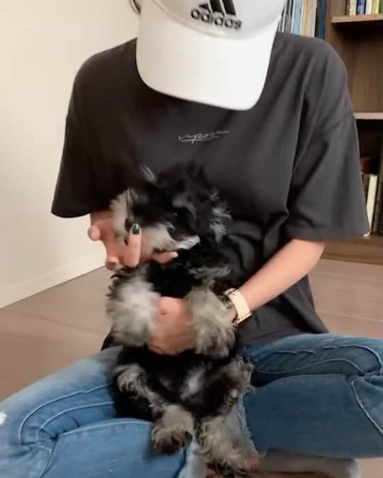 のインスタグラム：「10月〜！！ 少しずつ涼しくなってきて、食欲の秋🍁 お友達の子犬ちゃんも、私の手をガシガシ🐶 かわええわ〜😍  #10月 #犬 #子犬 #シュナウザー #食欲の秋 #animal #dog」