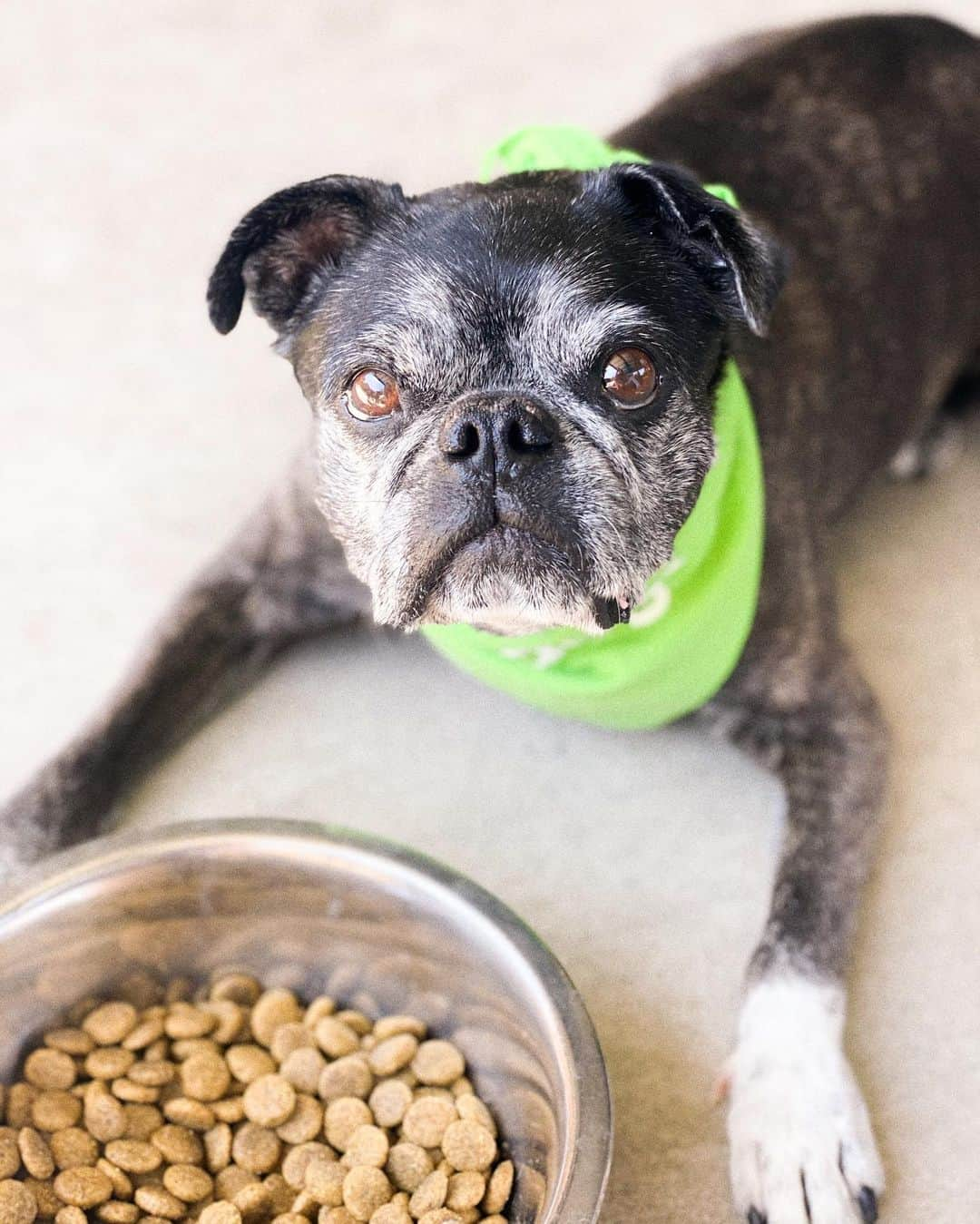 ティファニー・トートさんのインスタグラム写真 - (ティファニー・トートInstagram)「The look I get when I pour just one scoop of @vdogfood into his bowl 😜 #vdog #hungrypup」10月1日 8時09分 - tiffanytothxoxo