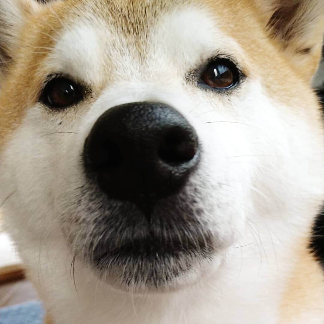 柴犬⭐️サスケのインスタグラム：「おはわん #おはよ#これから朝んぽ #柴犬#赤柴#わんだフォ #ふわもこ部 #犬ら部 #pecoいぬ部」