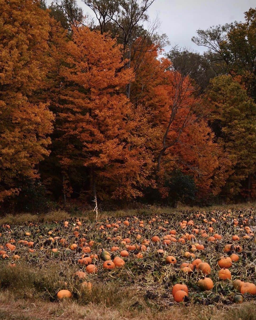 FOLKのインスタグラム：「Yes please to this dreamy pumpkin patch. Today’s favorites are: 1.) @pine.and.proper 2.) @bennybystrom 3.) @tomkahler 4.) @maryleeburman 5.) @jakesescapes 6.) @monascherie」