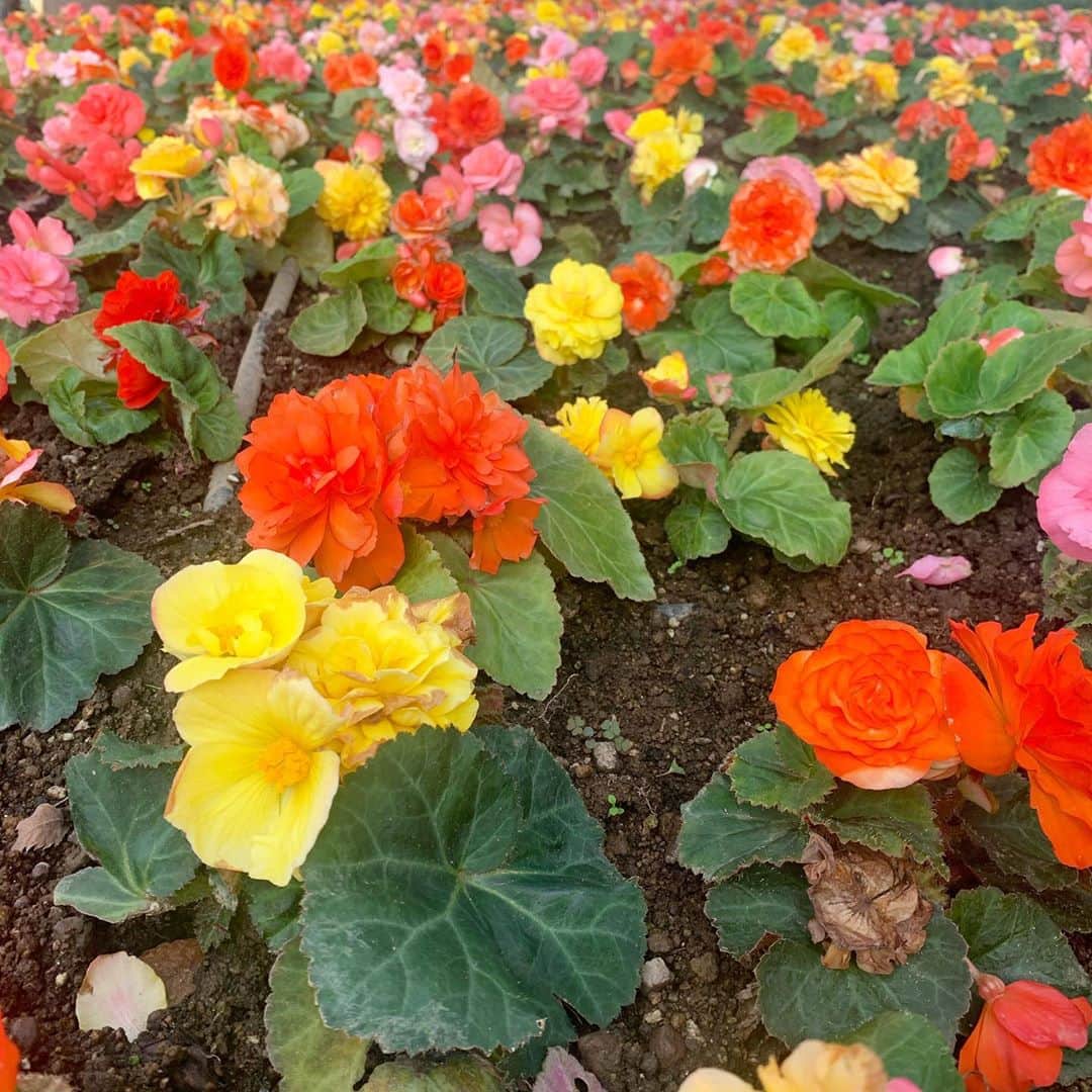 北村真姫のインスタグラム：「・ ・ ・ おはようございます☺🔅 今日から10月だ～！！ 2020年の10月はこの月しかないし １日１日過ぎるの早く感じる。 六本木ヒルズのお花が綺麗だったから ついつい🌸🌹🌺🌻🌼💐 ・ ・ ・ #花 #flower #六本木 #六本木ヒルズ #ガーデン #庭 #カラフル #colorful #東京 #10月 #新しい #まきてぃ #北村真姫」
