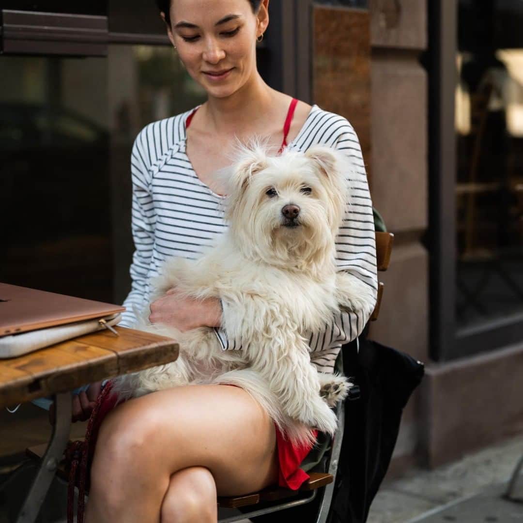 The Dogistさんのインスタグラム写真 - (The DogistInstagram)「Walter, Pomapoo (6 y/o), 8th & 5th Ave., New York, NY • “He’s scared of cars, sirens, and he won’t step on grates.”」10月1日 8時29分 - thedogist