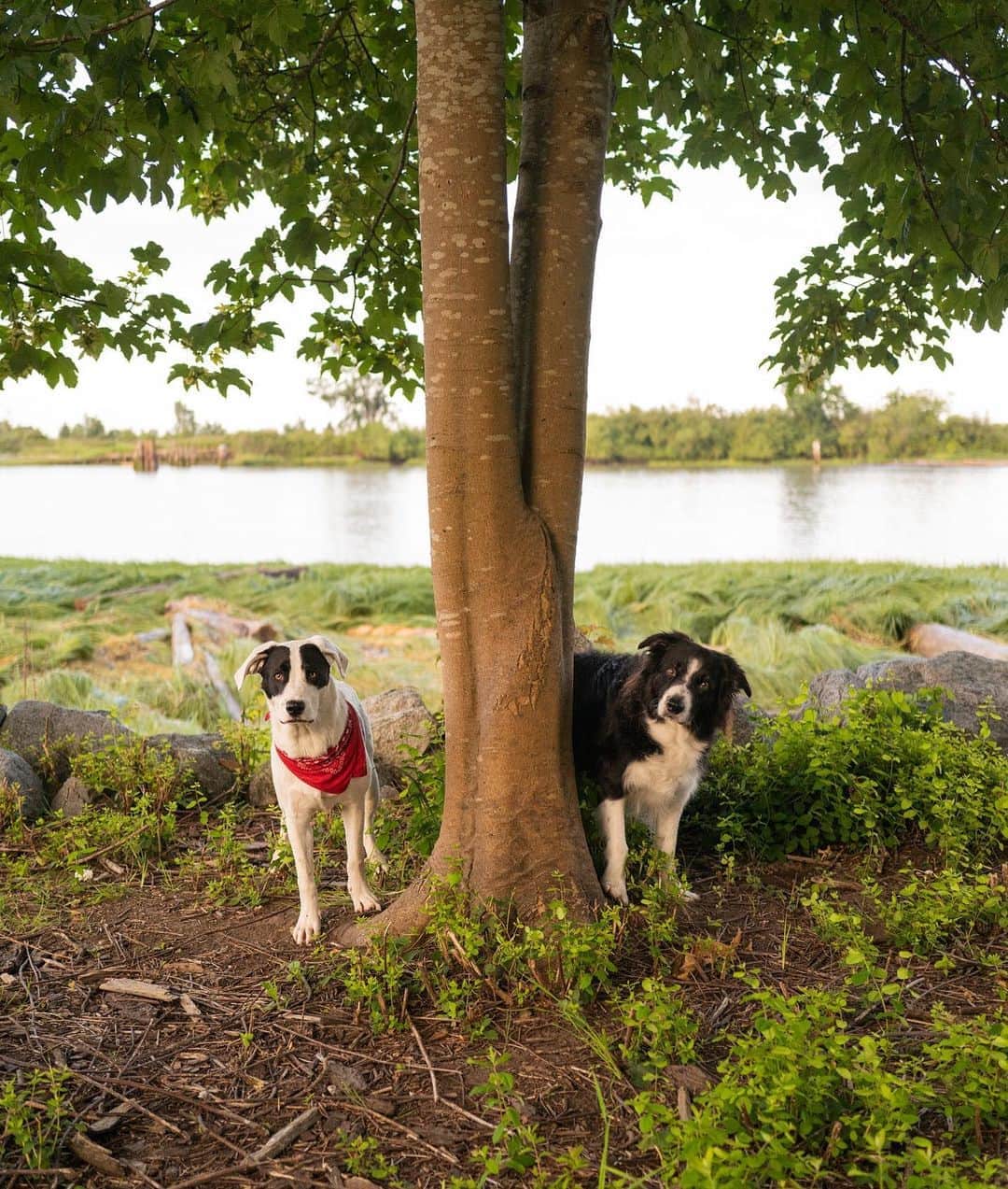 Andrew Knappのインスタグラム：「I’m a literal tree hugger. And I usually have a favourite tree. This is that tree right now. My first favourite tree was a maple at the corner of Woodbine and Roy Avenues in Sudbury. I’d stop when I’d walk by, stare as I drove past. It was torn down some time in the past few years, but you can still see it on Google Street View if you rewind to 2009. I know this sounds like a joke but I’m dead serious: do you have a favourite tree?  Anyway, I hope you like trees as much as I do. They stand, often for hundreds of years, watching the world go by. I wonder if they watch our lives go by like we watch our dogs. A little more active and a lot shorter lived.」