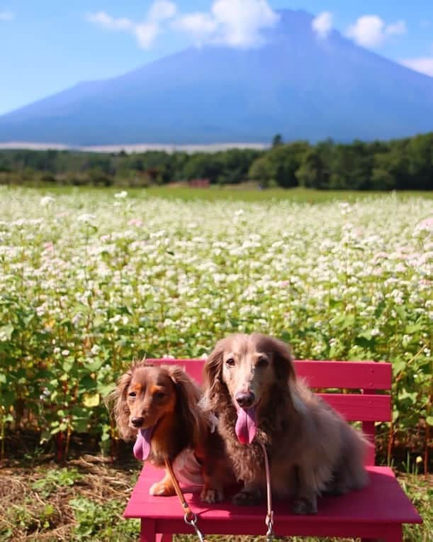 くるみんのインスタグラム：「9月22日 最後は蕎麦の花  #ミニチュアダックスフンド #ミニチュアダックスフント #ミニチュアダックス #イザベラタン #イザベラ #カニンヘンダックスフント #カニンヘン #カニンヘンダックス #カニンヘンダックスフンドの日常 #カニンヘンの会 #カニンヘンダックスフンド #カニンヘンダックスフンド #チョコタンダックスフント #チョコタンダックスフンド #チョコタンダックス #チョコタン #ダックスlove #ダックス多頭飼い #ダックスフント #ダックスフンドカニンヘン #ダックス部 #ダックス大好き #ダックスフンド #ダックス #いぬばか部 #いぬすたぐらむ #短足部 #花の都公園 #all_dog_japan #east_dog_japan  @doggymark_dachshund」