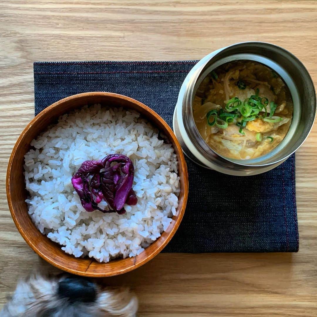 のインスタグラム：「2020.10.1*THU * ｵﾊﾖ〜ｺﾞｻﾞｲﾏｽ✧ │ꒉ:)و ̑̑ *☀︎ * * #今日のお弁当 * * ✦親子丼 * * * * * #お弁当とモジャ * #まる弁#丸弁 #地味弁#茶弁#シンプル弁当 #丼弁当#簡単弁当 #頑張らないお弁当 #お弁当#おべんとう#弁当#旦那弁当#男子弁当  #曲げわっぱ弁当#わっぱ弁当#工房アイザワ#instabento#japanesefood#bento#obento#lunchbox#도시락#便當 #犬のいる暮らし#犬バカ#シュナプー#溺愛中」