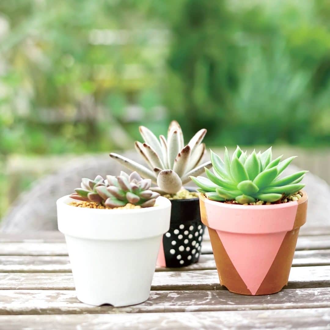 LOVEGREEN -植物と暮らしを豊かに。さんのインスタグラム写真 - (LOVEGREEN -植物と暮らしを豊かに。Instagram)「［オリジナル鉢に多肉植物を植え替えよう！］ . お気に入りの多肉植物。 既存の鉢をそのまま使うのもいいけど、せっかくなら自分好みにアレンジしてみませんか？ . LOVEGREENでは素焼き鉢をペイントするだけのカンタンアレンジと、多肉植物の植え替えの基本をご紹介。 . 秋の植え替えシーズンに多肉植物をオリジナルの鉢に植え替えてみましょう！ . ------------------------------------------ . 詳しくは @lovegreen_official のURLからチェック🌿 . #多肉植物 #多肉植物 #多肉植物のある暮らし #多肉植物寄せ植え #多肉植物初心者 #多肉植物好き #多肉植物のある生活 #ギフト #プレゼント  #サボテン #多肉植物初心者 #園芸 #花言葉 #贈り物 #サボテンのある暮らし #サボテンの花 #グリーンのある暮らし #インドアグリーン #緑のある生活 #植物 #植物のある暮らし #植物のある生活 #植物と暮らす #植物が好き #シンプルな暮らし #シンプルライフ #暮らしを楽しむ #日々の暮らし #暮らしを楽しむ #ガーデニング」10月1日 9時00分 - lovegreen_official