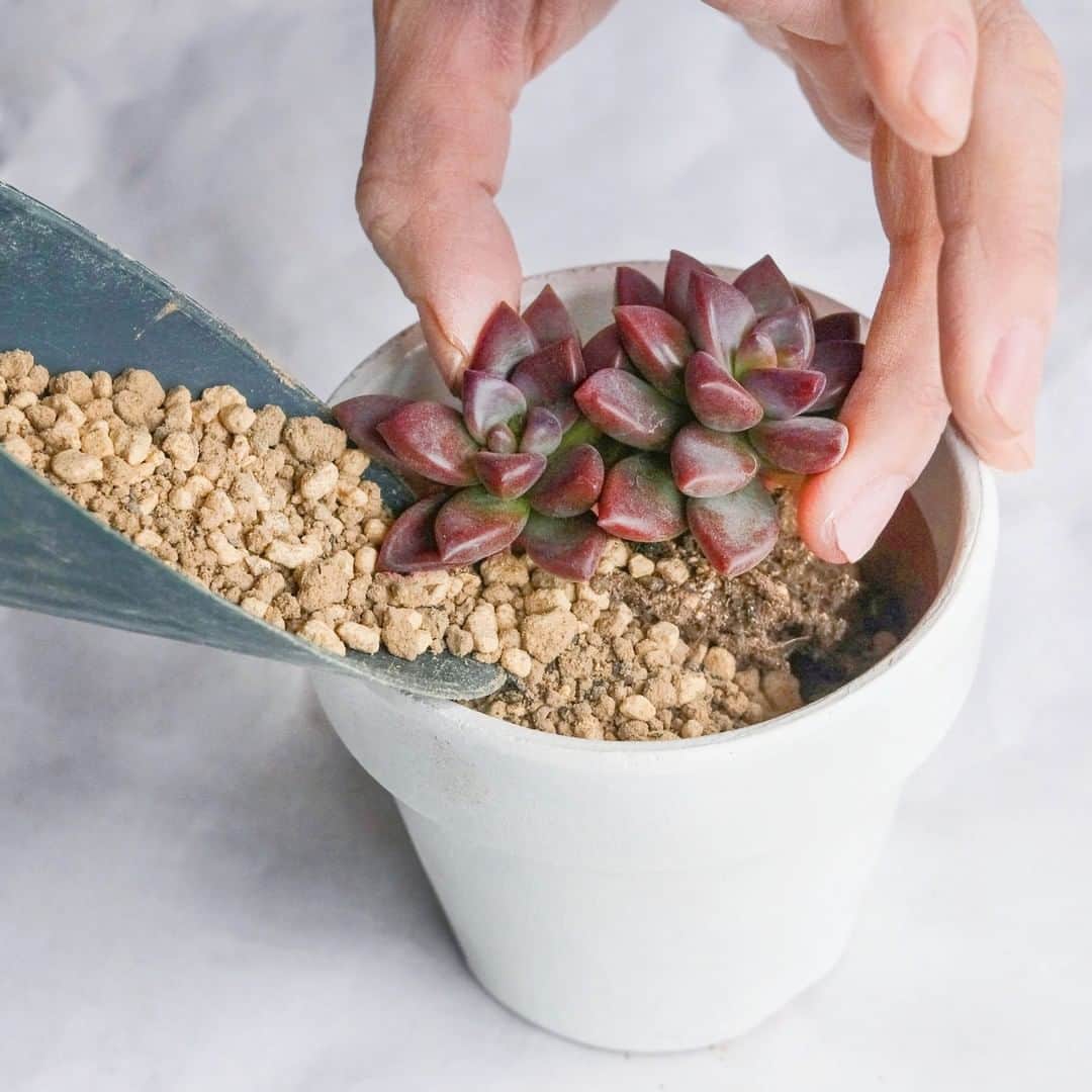 LOVEGREEN -植物と暮らしを豊かに。さんのインスタグラム写真 - (LOVEGREEN -植物と暮らしを豊かに。Instagram)「［オリジナル鉢に多肉植物を植え替えよう！］ . お気に入りの多肉植物。 既存の鉢をそのまま使うのもいいけど、せっかくなら自分好みにアレンジしてみませんか？ . LOVEGREENでは素焼き鉢をペイントするだけのカンタンアレンジと、多肉植物の植え替えの基本をご紹介。 . 秋の植え替えシーズンに多肉植物をオリジナルの鉢に植え替えてみましょう！ . ------------------------------------------ . 詳しくは @lovegreen_official のURLからチェック🌿 . #多肉植物 #多肉植物 #多肉植物のある暮らし #多肉植物寄せ植え #多肉植物初心者 #多肉植物好き #多肉植物のある生活 #ギフト #プレゼント  #サボテン #多肉植物初心者 #園芸 #花言葉 #贈り物 #サボテンのある暮らし #サボテンの花 #グリーンのある暮らし #インドアグリーン #緑のある生活 #植物 #植物のある暮らし #植物のある生活 #植物と暮らす #植物が好き #シンプルな暮らし #シンプルライフ #暮らしを楽しむ #日々の暮らし #暮らしを楽しむ #ガーデニング」10月1日 9時00分 - lovegreen_official
