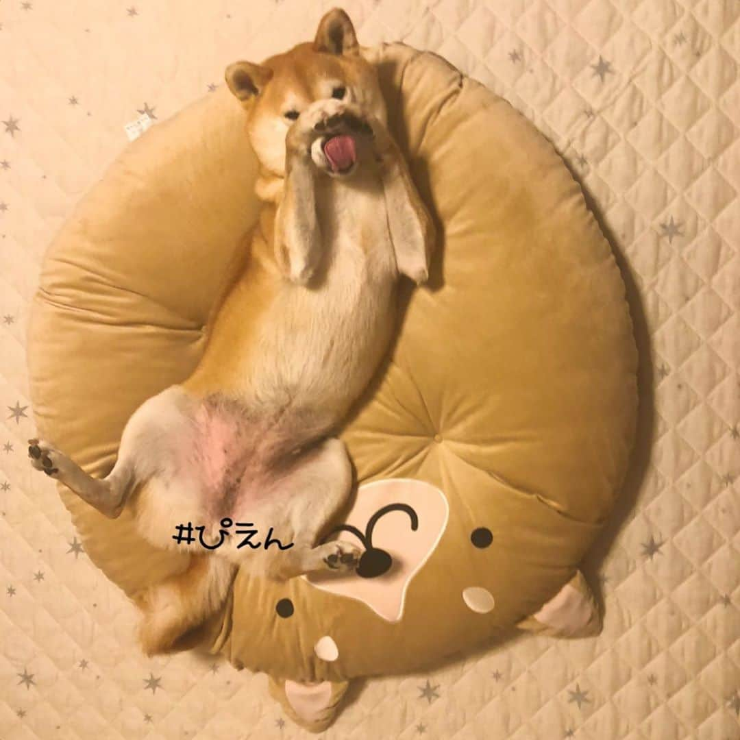 マロたんさんのインスタグラム写真 - (マロたんInstagram)「October😛 10月だよー秋だよーぴえんだよー🥺 #shiba #shibainu #weeklyfluff #october #しば丸 #しまむら」10月1日 9時10分 - minapple