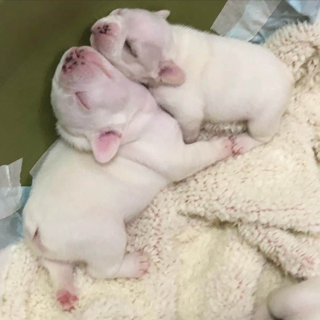 Regeneratti&Oliveira Kennelのインスタグラム：「Good night 😴  #cutepuppy #frenchie #frenchbulldog #socute #puppylove」