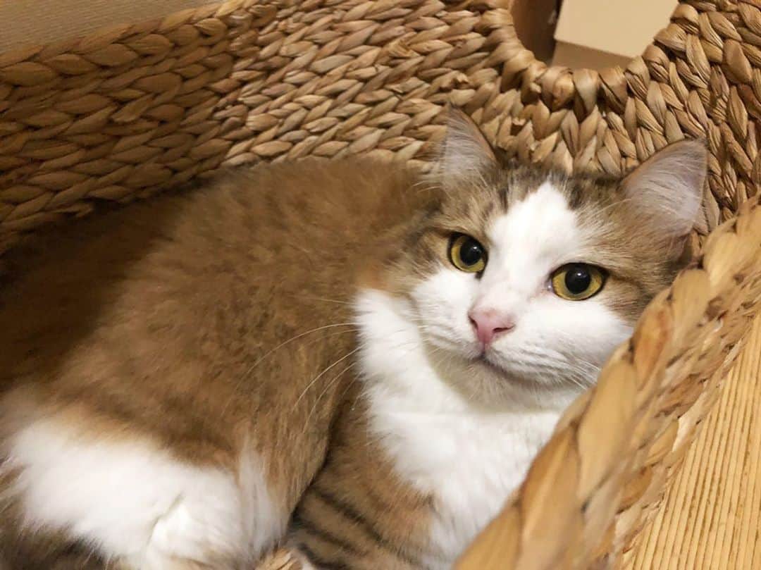 ひのき猫さんのインスタグラム写真 - (ひのき猫Instagram)「おはようございます☀️  まったりしてます(^^)  ・ ・ ・ #秀吉 #ひのき猫 #まったり #猫部 #猫のいる生活 #ねこ #かわいいねこ #cat #catstagram #cutecat」10月1日 9時25分 - hinoki.cute.kitten