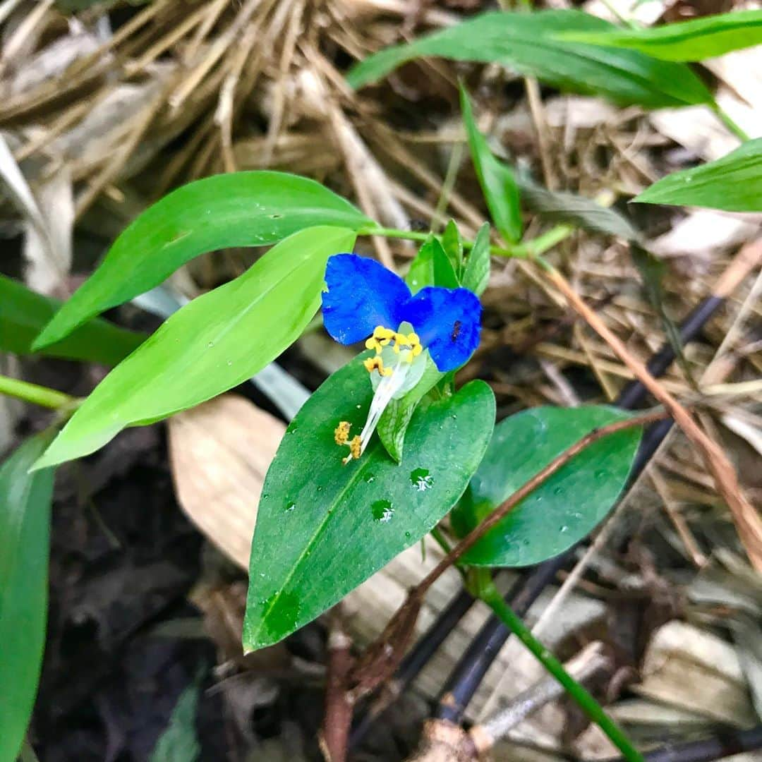 光野桃のインスタグラム：「今日は中秋の名月。 でも東京は雨模様で、見ることはできないかも。 いつもより花が遅いツユクサの、澄んだ深い青に、秋晴れの空を思います。 ツユクサは月草とも呼ばれ、万葉集にもいくつかうたわれています。 今年もあと3ヶ月。 めちゃくちゃに思えた日々の中からも、まったく新しい考え方や感じ方を知ることができた年。 あと少し、地に足つけていきましょう。  #ツユクサ #花びらに小蟻 #月草 #澄んだ青」