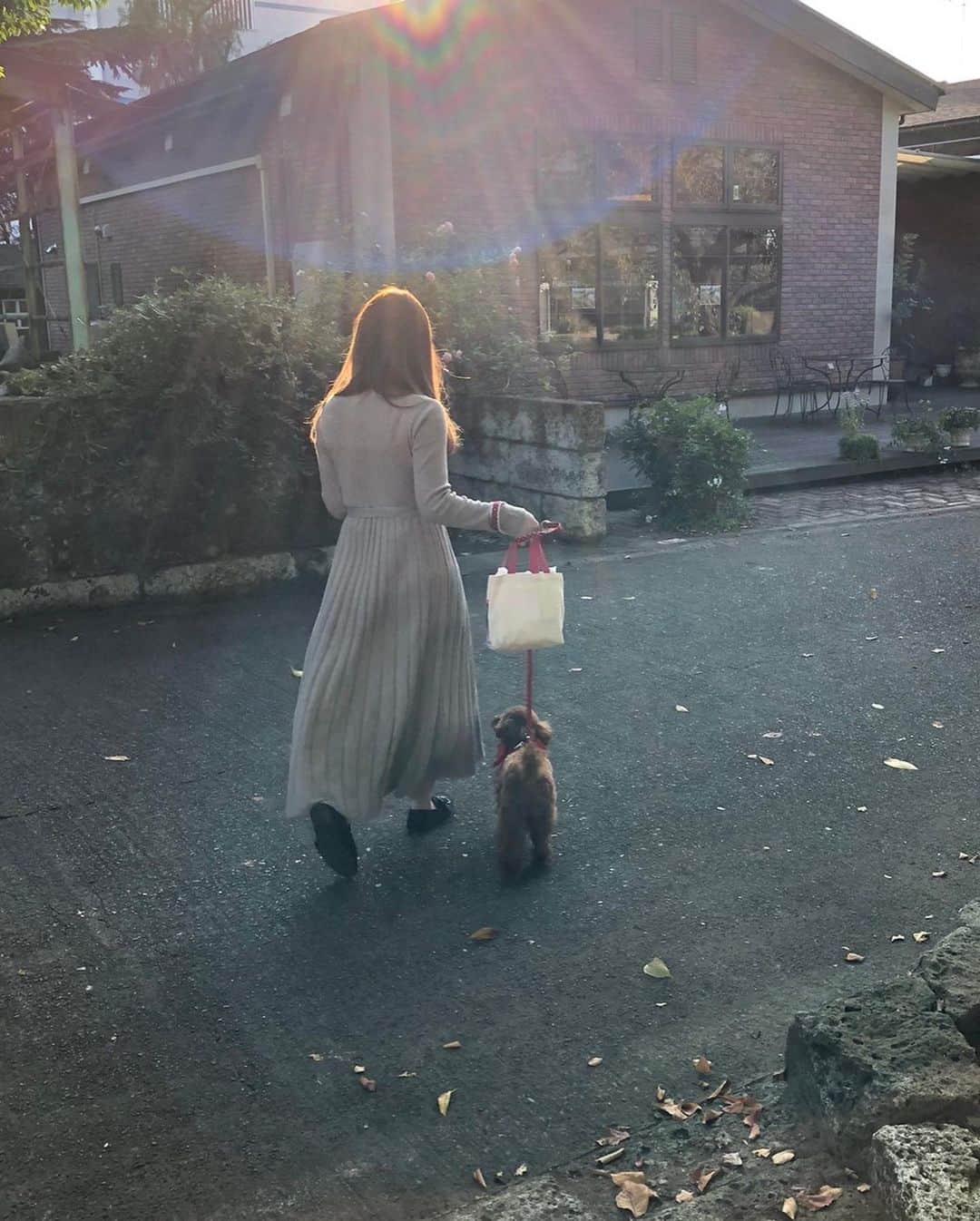 平野もえさんのインスタグラム写真 - (平野もえInstagram)「何回見ても コナの顔が面白い🤣🤣🤣  #トイプードル #女の子 #お出かけ #散歩 #カフェ #犬のいる暮らし #犬のいる生活 #犬とお出かけ #犬スタグラム」10月1日 9時22分 - moe_11.08