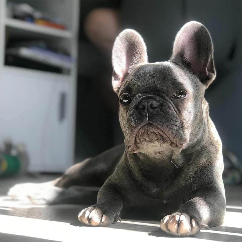 French Bulldogさんのインスタグラム写真 - (French BulldogInstagram)「Always when my hooman is leaving I make my gameface so he knows I'm mad because he's leaving me home!🤨😠🥊😝 @frenchiedanny . . . . . #frenchielover #frenchies123 #frenchiefeatured #frenchbulldogpuppys #frenchbulldogbaby #frenchbulldogglobal #frenchbulldogstuds #frenchbulldogs123 #frenchbulldogarmy #frenchieears #frenchieobsessed #frenchiedoglover #frenchielove❤ #frenchiepuppylove #frenchiepuppie #frenchielove #frenchielovers #frenchieloversofinstagram #frenchbulldogmoments #frenchiepics #frenchbulldoglovers❤️ #frenchiepups #frenchbulldog #frenchie #happyfrenchie」10月1日 0時33分 - frenchie.world