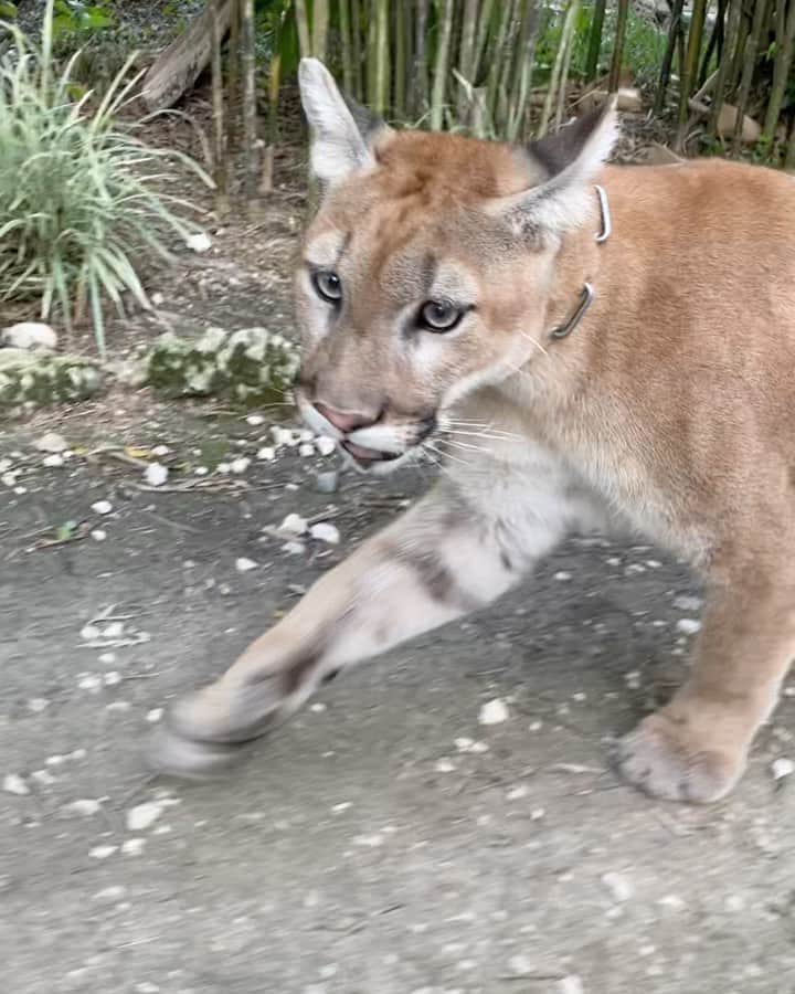 Zoological Wildlife Foundationのインスタグラム