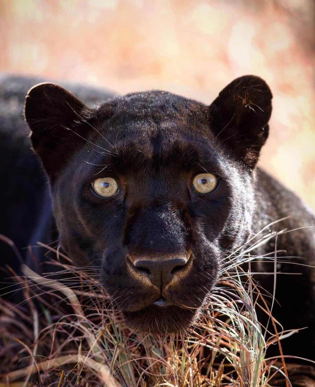 Kevin Richardson LionWhisperer さんのインスタグラム写真 - (Kevin Richardson LionWhisperer Instagram)「The one and only Kahn. No not Khan, but Kahn. He’s become a firm favourite on my YouTube channel and I completely get why.  #lionwhisperertv #blackleopard #blackpanther #leopard #panthera #pantherapardus #blackbeauty」10月1日 1時07分 - lionwhisperersa