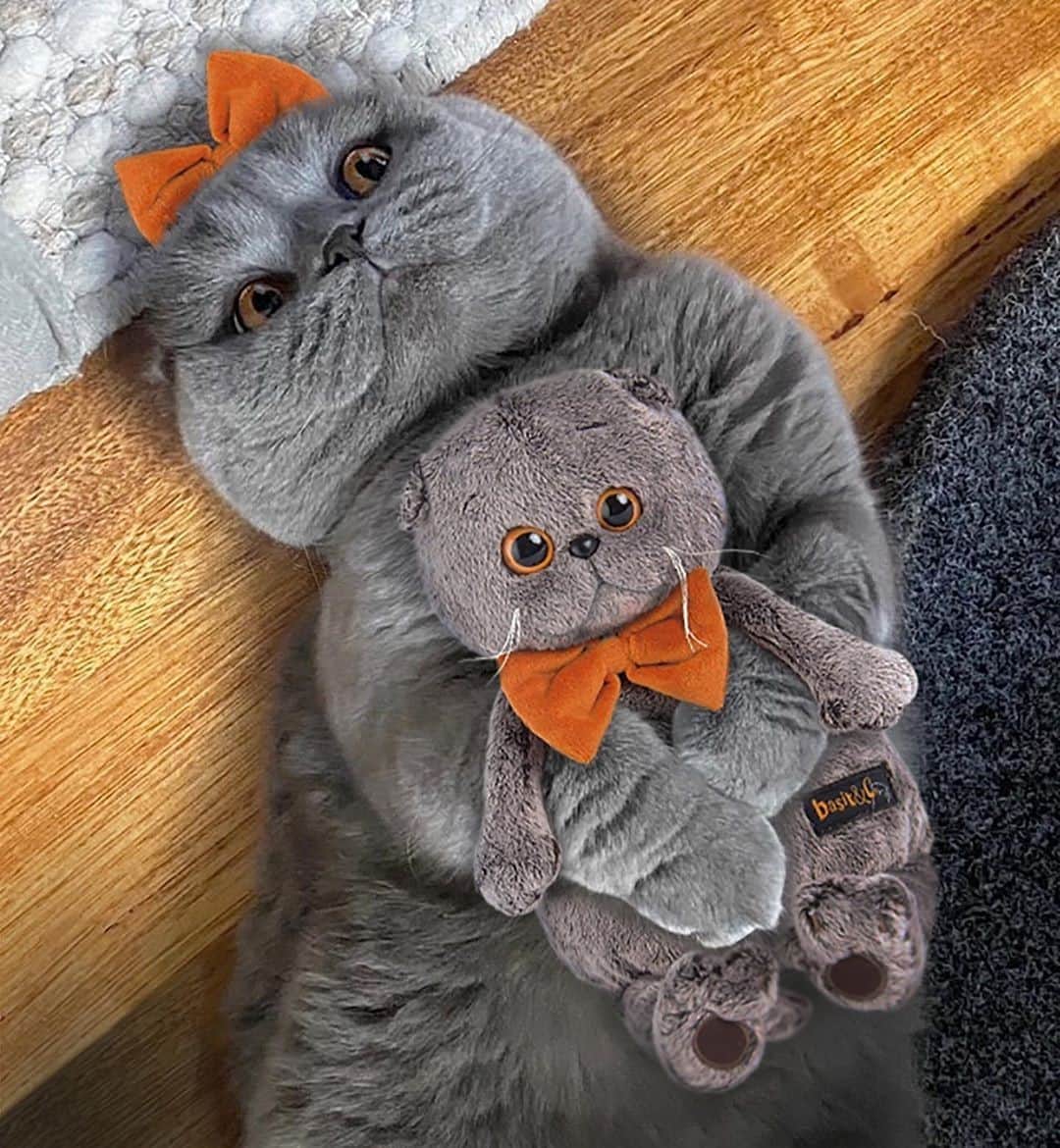 Aww Clubさんのインスタグラム写真 - (Aww ClubInstagram)「When you have matching bows and you know you’re looking as cute as your plushy..⠀ ⠀ 📷@atlas_scottish_fold⠀ ⠀ #meowed #atlasscottishfold #scottishfold #BFF」10月1日 2時00分 - meowed