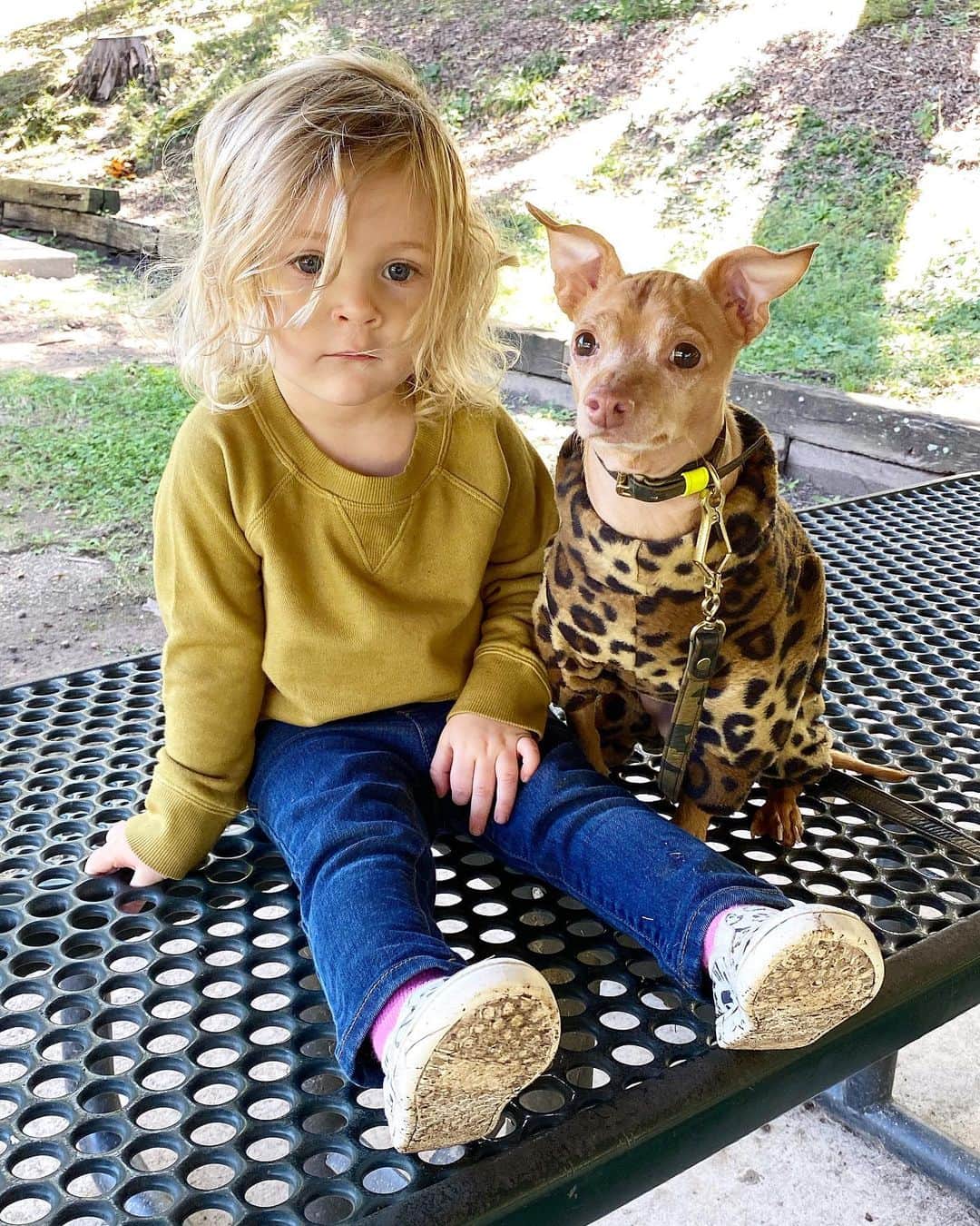 Tuna {breed:chiweenie} さんのインスタグラム写真 - (Tuna {breed:chiweenie} Instagram)「I call this series “Time out on the Table (at the park)” because these two defiantly kept running in the opposite direction, away from their mom (me), who repeatedly asked them to please turn around and come back. Apparently neither of them were in a listening mood today so they needed to take a little break to remember why it’s important to listen to your mother. 🤣」10月1日 2時13分 - tunameltsmyheart