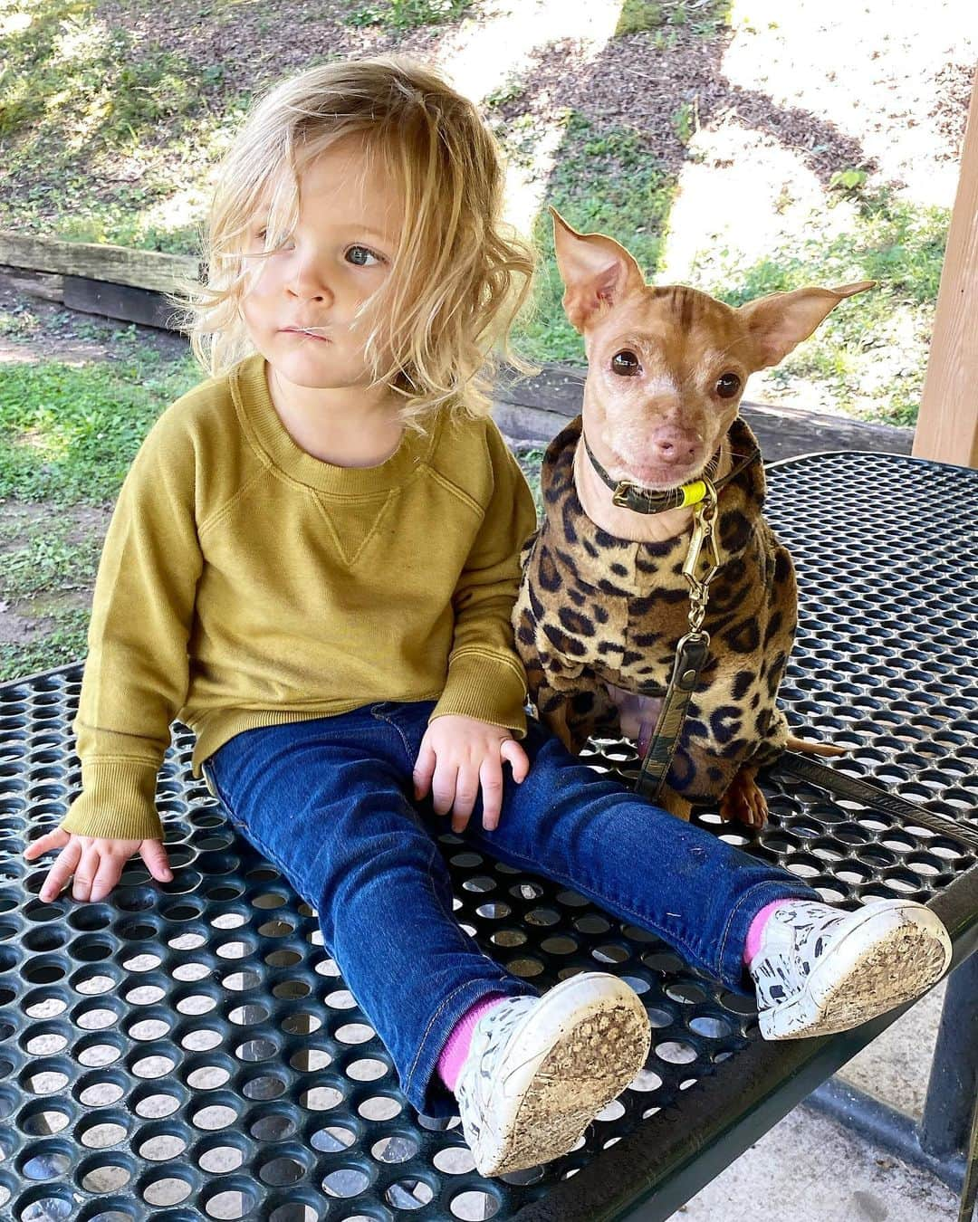 Tuna {breed:chiweenie} さんのインスタグラム写真 - (Tuna {breed:chiweenie} Instagram)「I call this series “Time out on the Table (at the park)” because these two defiantly kept running in the opposite direction, away from their mom (me), who repeatedly asked them to please turn around and come back. Apparently neither of them were in a listening mood today so they needed to take a little break to remember why it’s important to listen to your mother. 🤣」10月1日 2時13分 - tunameltsmyheart